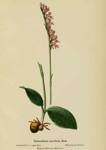 Reproducción/Reproduction 6012448880: Album des orchidées de l'Europe centrale et septentrionale Genève,Librairie Georg,1899
