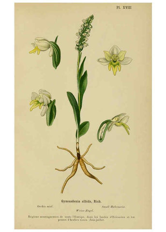 Reproducción/Reproduction 6012448394: Album des orchidées de l'Europe centrale et septentrionale Genève,Librairie Georg,1899
