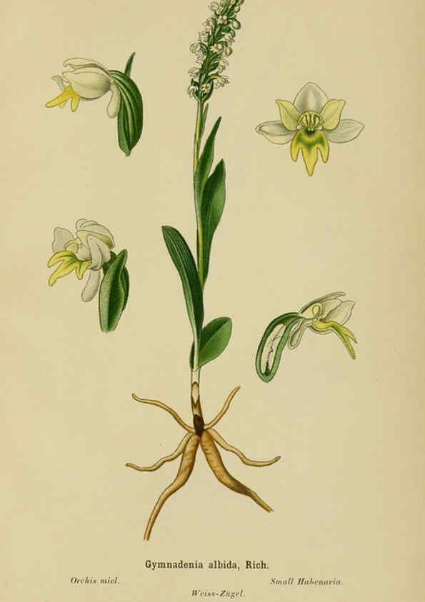 Reproducción/Reproduction 6012448394: Album des orchidées de l'Europe centrale et septentrionale Genève,Librairie Georg,1899