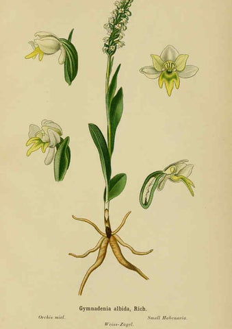 Reproducción/Reproduction 6012448394: Album des orchidées de l'Europe centrale et septentrionale Genève,Librairie Georg,1899