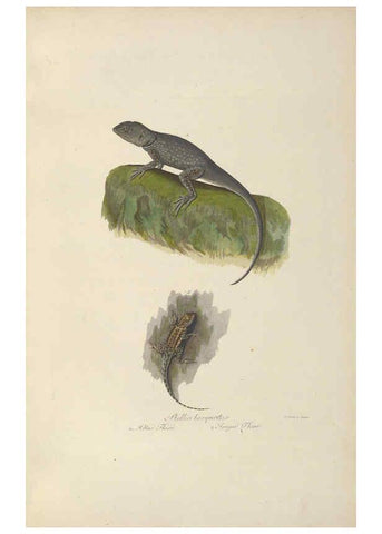 Reproducción/Reproduction 6011867883: Abbildungen zur Naturgeschichte Brasiliens Weimar :im Verlage des Grossherzogl. Sächs. priv. Landes-Industrie-Comptoirs,1822-1831