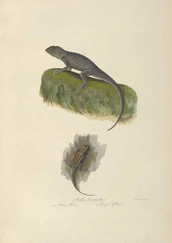 Reproducción/Reproduction 6011867883: Abbildungen zur Naturgeschichte Brasiliens Weimar :im Verlage des Grossherzogl. Sächs. priv. Landes-Industrie-Comptoirs,1822-1831
