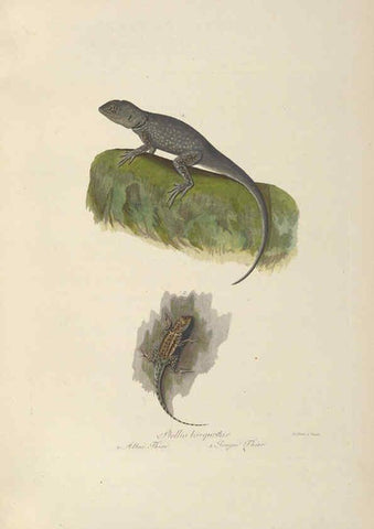 Reproducción/Reproduction 6011867883: Abbildungen zur Naturgeschichte Brasiliens Weimar :im Verlage des Grossherzogl. Sächs. priv. Landes-Industrie-Comptoirs,1822-1831