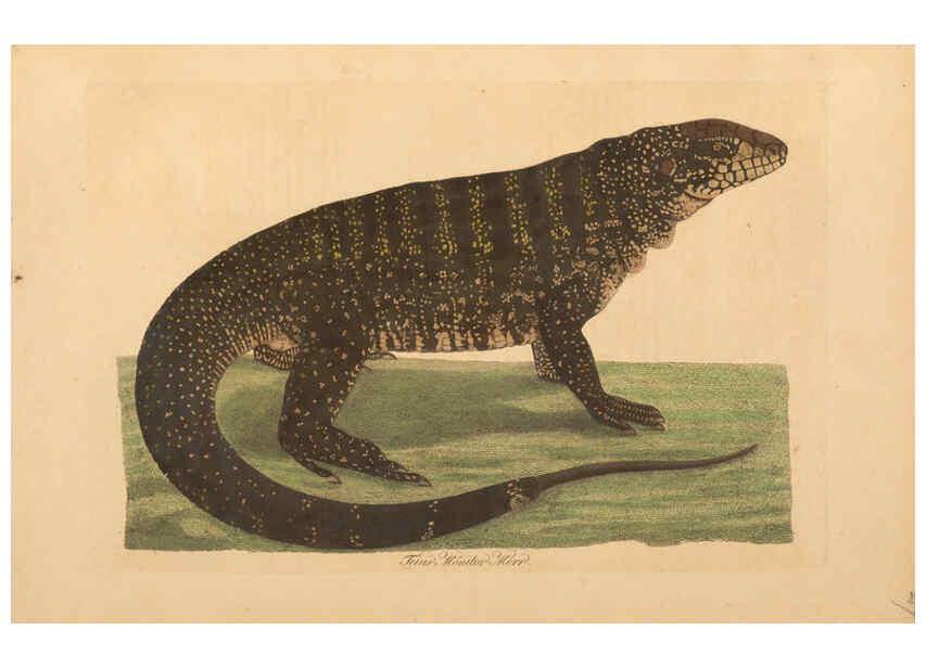 Reproducción/Reproduction 6012415218: Abbildungen zur Naturgeschichte Brasiliens Weimar :im Verlage des Grossherzogl. Sächs. priv. Landes-Industrie-Comptoirs,1822-1831