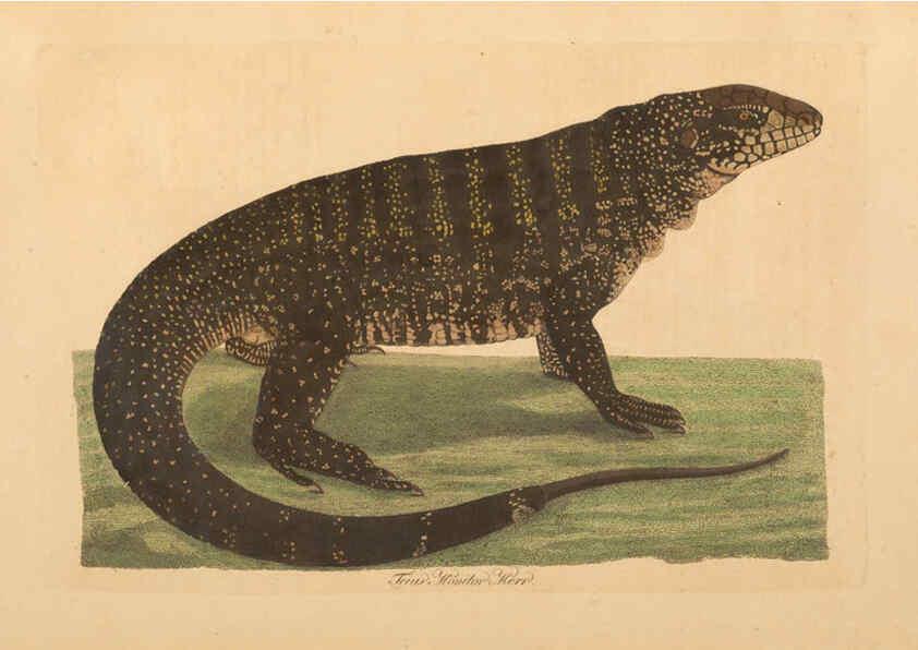 Reproducción/Reproduction 6012415218: Abbildungen zur Naturgeschichte Brasiliens Weimar :im Verlage des Grossherzogl. Sächs. priv. Landes-Industrie-Comptoirs,1822-1831