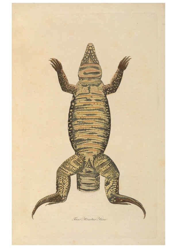 Reproducción/Reproduction 6011868613: Abbildungen zur Naturgeschichte Brasiliens Weimar :im Verlage des Grossherzogl. Sächs. priv. Landes-Industrie-Comptoirs,1822-1831