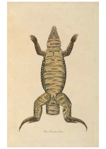 Reproducción/Reproduction 6011868613: Abbildungen zur Naturgeschichte Brasiliens Weimar :im Verlage des Grossherzogl. Sächs. priv. Landes-Industrie-Comptoirs,1822-1831