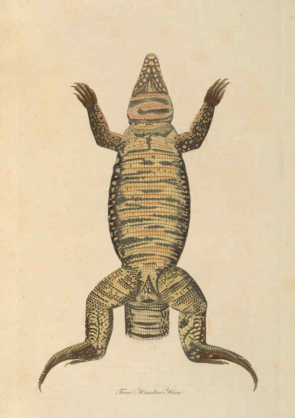 Reproducción/Reproduction 6011868613: Abbildungen zur Naturgeschichte Brasiliens Weimar :im Verlage des Grossherzogl. Sächs. priv. Landes-Industrie-Comptoirs,1822-1831