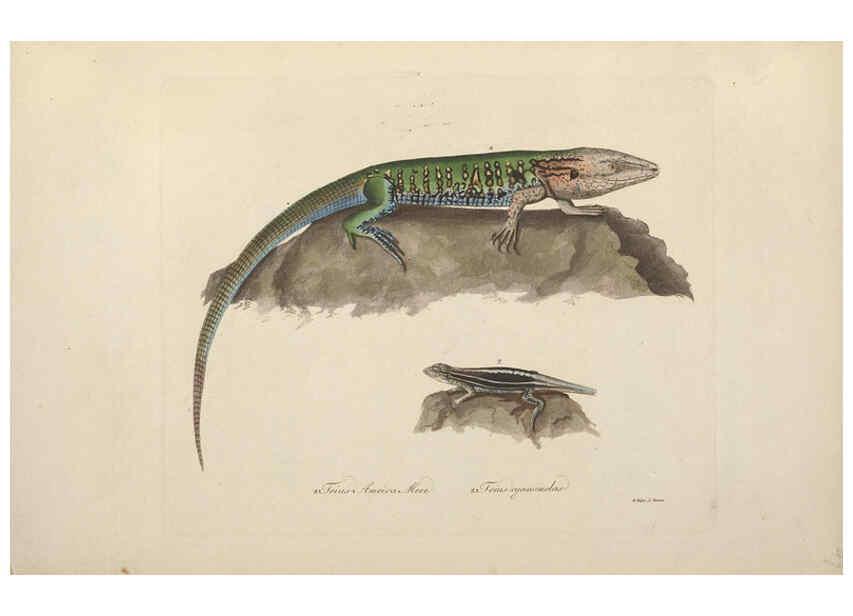 Reproducción/Reproduction 6012415988: Abbildungen zur Naturgeschichte Brasiliens Weimar :im Verlage des Grossherzogl. Sächs. priv. Landes-Industrie-Comptoirs,1822-1831