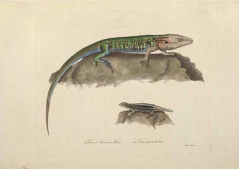 Reproducción/Reproduction 6012415988: Abbildungen zur Naturgeschichte Brasiliens Weimar :im Verlage des Grossherzogl. Sächs. priv. Landes-Industrie-Comptoirs,1822-1831