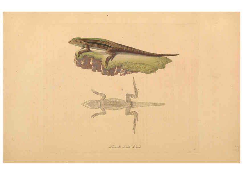 Reproducción/Reproduction 6012416260: Abbildungen zur Naturgeschichte Brasiliens Weimar :im Verlage des Grossherzogl. Sächs. priv. Landes-Industrie-Comptoirs,1822-1831