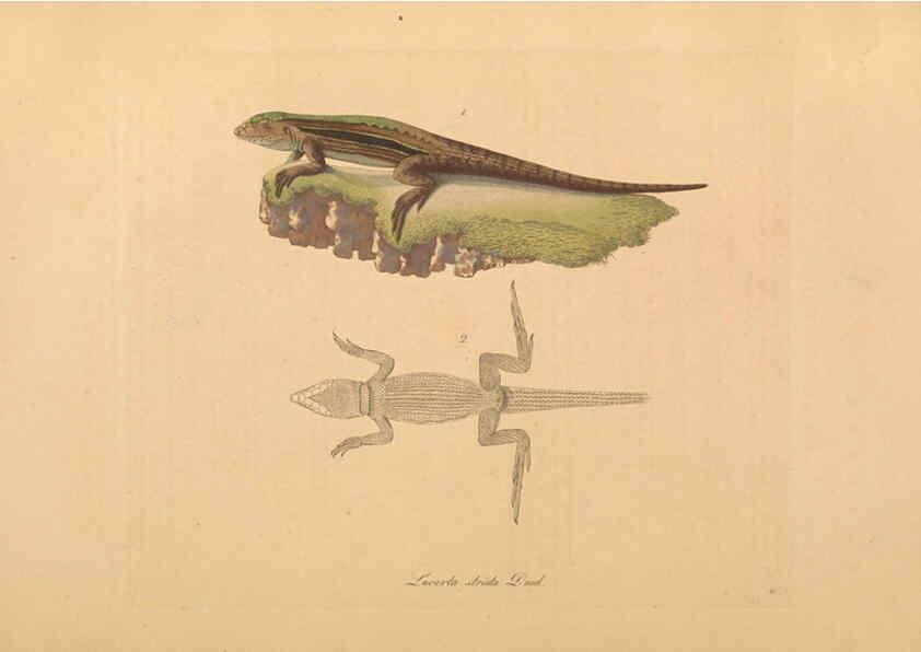 Reproducción/Reproduction 6012416260: Abbildungen zur Naturgeschichte Brasiliens Weimar :im Verlage des Grossherzogl. Sächs. priv. Landes-Industrie-Comptoirs,1822-1831