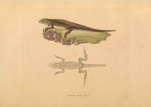 Reproducción/Reproduction 6012416260: Abbildungen zur Naturgeschichte Brasiliens Weimar :im Verlage des Grossherzogl. Sächs. priv. Landes-Industrie-Comptoirs,1822-1831