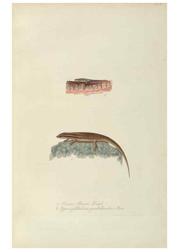 Reproducción/Reproduction 6011869589: Abbildungen zur Naturgeschichte Brasiliens Weimar :im Verlage des Grossherzogl. Sächs. priv. Landes-Industrie-Comptoirs,1822-1831