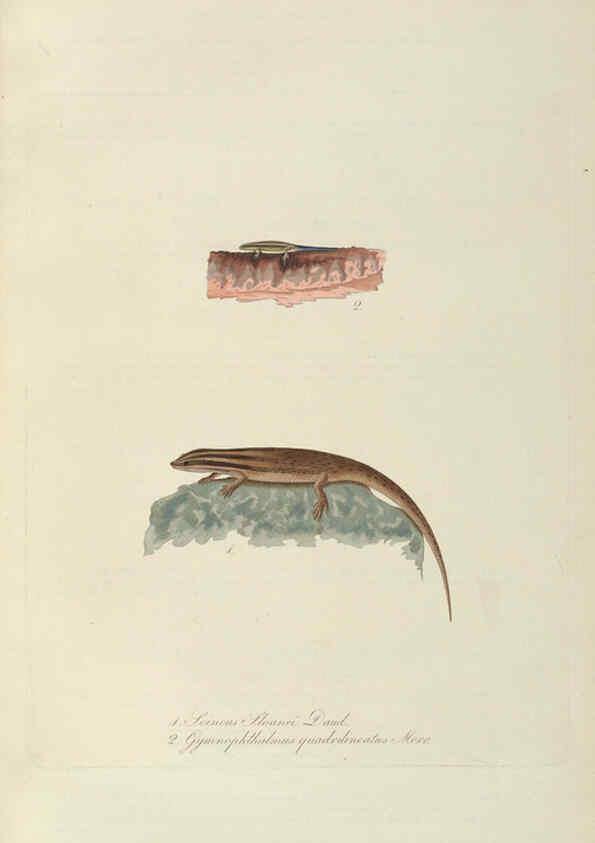 Reproducción/Reproduction 6011869589: Abbildungen zur Naturgeschichte Brasiliens Weimar :im Verlage des Grossherzogl. Sächs. priv. Landes-Industrie-Comptoirs,1822-1831