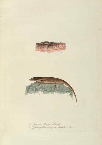 Reproducción/Reproduction 6011869589: Abbildungen zur Naturgeschichte Brasiliens Weimar :im Verlage des Grossherzogl. Sächs. priv. Landes-Industrie-Comptoirs,1822-1831