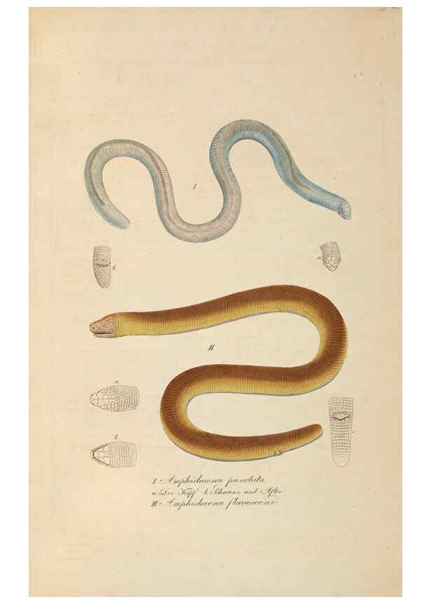 Reproducción/Reproduction 6012416960: Abbildungen zur Naturgeschichte Brasiliens Weimar :im Verlage des Grossherzogl. Sächs. priv. Landes-Industrie-Comptoirs,1822-1831