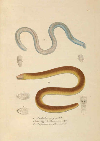 Reproducción/Reproduction 6012416960: Abbildungen zur Naturgeschichte Brasiliens Weimar :im Verlage des Grossherzogl. Sächs. priv. Landes-Industrie-Comptoirs,1822-1831