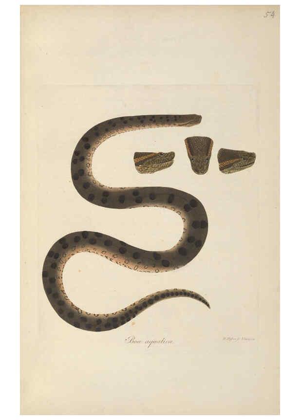 Reproducción/Reproduction 6011870441: Abbildungen zur Naturgeschichte Brasiliens Weimar :im Verlage des Grossherzogl. Sächs. priv. Landes-Industrie-Comptoirs,1822-1831