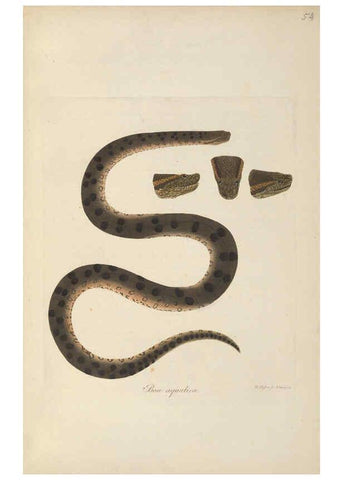 Reproducción/Reproduction 6011870441: Abbildungen zur Naturgeschichte Brasiliens Weimar :im Verlage des Grossherzogl. Sächs. priv. Landes-Industrie-Comptoirs,1822-1831