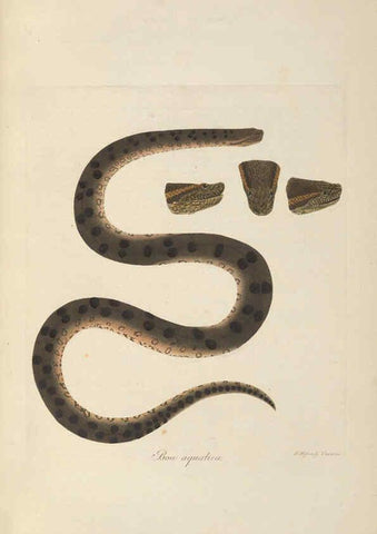 Reproducción/Reproduction 6011870441: Abbildungen zur Naturgeschichte Brasiliens Weimar :im Verlage des Grossherzogl. Sächs. priv. Landes-Industrie-Comptoirs,1822-1831