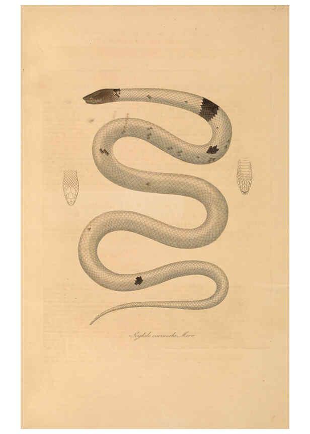 Reproducción/Reproduction 6012417746: Abbildungen zur Naturgeschichte Brasiliens Weimar :im Verlage des Grossherzogl. Sächs. priv. Landes-Industrie-Comptoirs,1822-1831