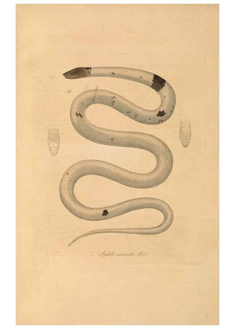 Reproducción/Reproduction 6012417746: Abbildungen zur Naturgeschichte Brasiliens Weimar :im Verlage des Grossherzogl. Sächs. priv. Landes-Industrie-Comptoirs,1822-1831