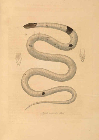 Reproducción/Reproduction 6012417746: Abbildungen zur Naturgeschichte Brasiliens Weimar :im Verlage des Grossherzogl. Sächs. priv. Landes-Industrie-Comptoirs,1822-1831