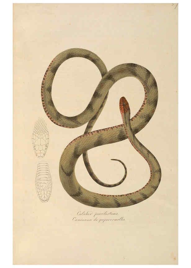 Reproducción/Reproduction 6012418386: Abbildungen zur Naturgeschichte Brasiliens Weimar :im Verlage des Grossherzogl. Sächs. priv. Landes-Industrie-Comptoirs,1822-1831