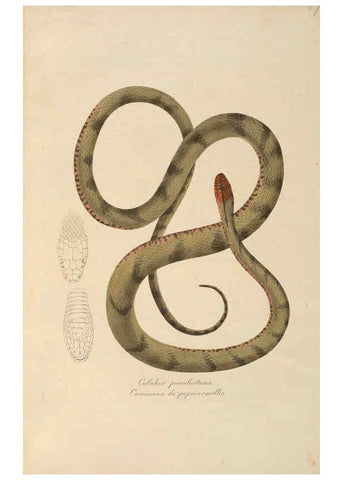 Reproducción/Reproduction 6012418386: Abbildungen zur Naturgeschichte Brasiliens Weimar :im Verlage des Grossherzogl. Sächs. priv. Landes-Industrie-Comptoirs,1822-1831