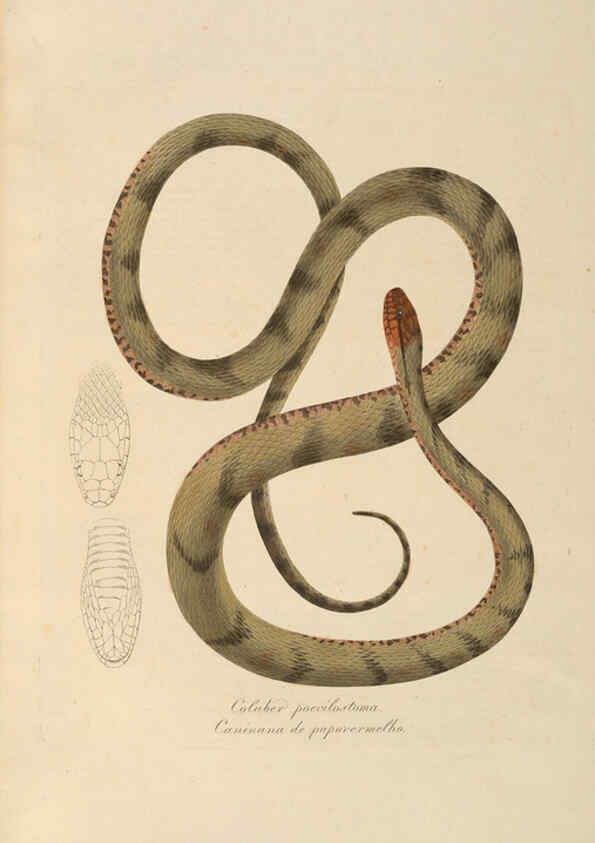 Reproducción/Reproduction 6012418386: Abbildungen zur Naturgeschichte Brasiliens Weimar :im Verlage des Grossherzogl. Sächs. priv. Landes-Industrie-Comptoirs,1822-1831