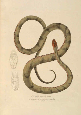 Reproducción/Reproduction 6012418386: Abbildungen zur Naturgeschichte Brasiliens Weimar :im Verlage des Grossherzogl. Sächs. priv. Landes-Industrie-Comptoirs,1822-1831