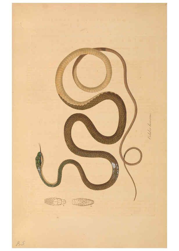 Reproducción/Reproduction 6012418652: Abbildungen zur Naturgeschichte Brasiliens Weimar :im Verlage des Grossherzogl. Sächs. priv. Landes-Industrie-Comptoirs,1822-1831
