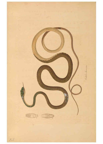 Reproducción/Reproduction 6012418652: Abbildungen zur Naturgeschichte Brasiliens Weimar :im Verlage des Grossherzogl. Sächs. priv. Landes-Industrie-Comptoirs,1822-1831