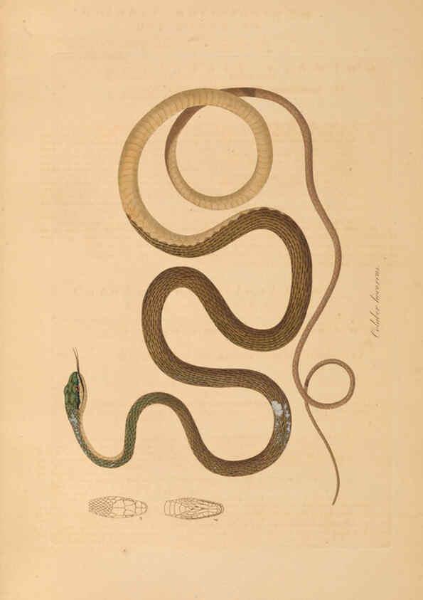 Reproducción/Reproduction 6012418652: Abbildungen zur Naturgeschichte Brasiliens Weimar :im Verlage des Grossherzogl. Sächs. priv. Landes-Industrie-Comptoirs,1822-1831