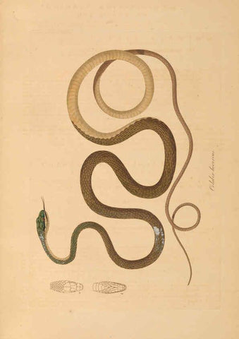 Reproducción/Reproduction 6012418652: Abbildungen zur Naturgeschichte Brasiliens Weimar :im Verlage des Grossherzogl. Sächs. priv. Landes-Industrie-Comptoirs,1822-1831