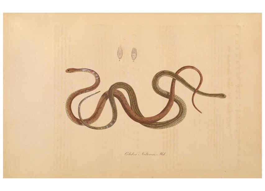 Reproducción/Reproduction 6012419040: Abbildungen zur Naturgeschichte Brasiliens Weimar :im Verlage des Grossherzogl. Sächs. priv. Landes-Industrie-Comptoirs,1822-1831