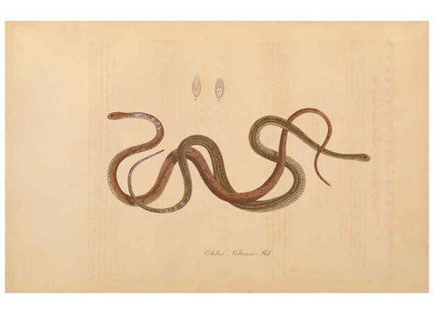 Reproducción/Reproduction 6012419040: Abbildungen zur Naturgeschichte Brasiliens Weimar :im Verlage des Grossherzogl. Sächs. priv. Landes-Industrie-Comptoirs,1822-1831