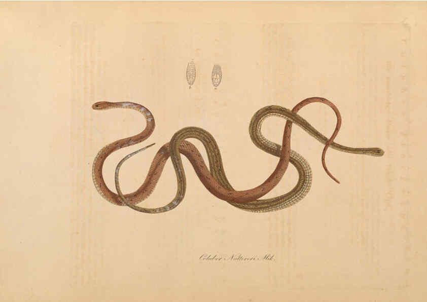 Reproducción/Reproduction 6012419040: Abbildungen zur Naturgeschichte Brasiliens Weimar :im Verlage des Grossherzogl. Sächs. priv. Landes-Industrie-Comptoirs,1822-1831