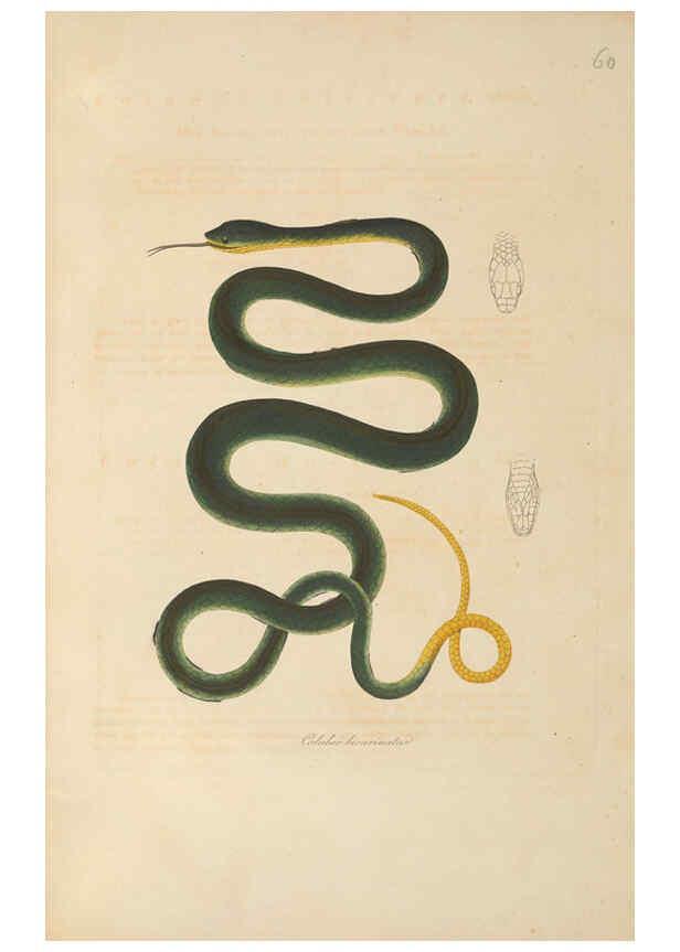 Reproducción/Reproduction 6011872185: Abbildungen zur Naturgeschichte Brasiliens Weimar :im Verlage des Grossherzogl. Sächs. priv. Landes-Industrie-Comptoirs,1822-1831