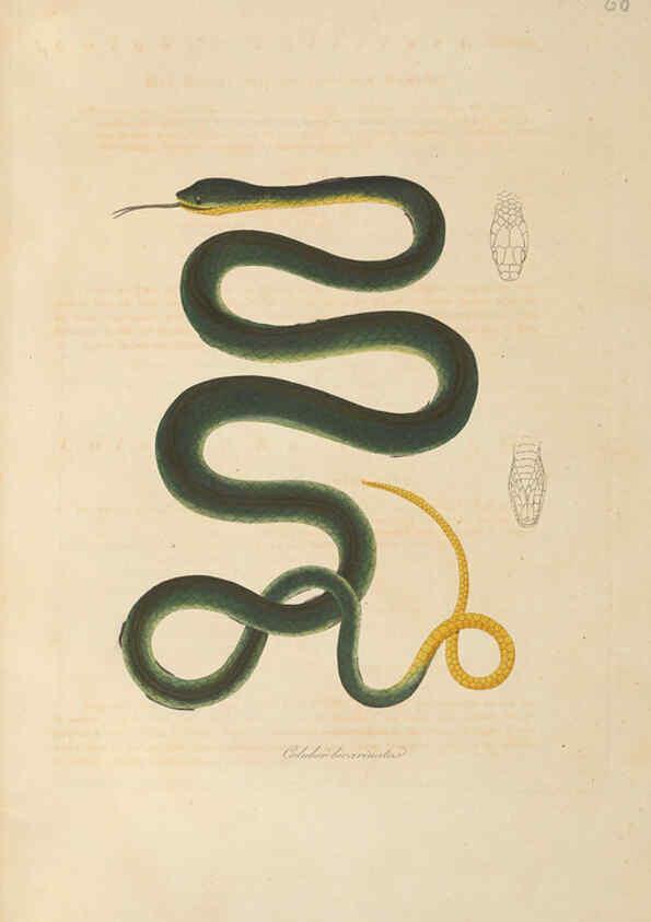 Reproducción/Reproduction 6011872185: Abbildungen zur Naturgeschichte Brasiliens Weimar :im Verlage des Grossherzogl. Sächs. priv. Landes-Industrie-Comptoirs,1822-1831