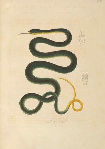 Reproducción/Reproduction 6011872185: Abbildungen zur Naturgeschichte Brasiliens Weimar :im Verlage des Grossherzogl. Sächs. priv. Landes-Industrie-Comptoirs,1822-1831