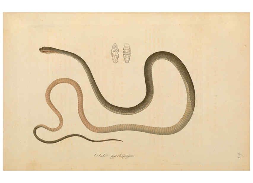 Reproducción/Reproduction 6011872563: Abbildungen zur Naturgeschichte Brasiliens Weimar :im Verlage des Grossherzogl. Sächs. priv. Landes-Industrie-Comptoirs,1822-1831