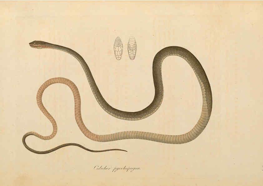 Reproducción/Reproduction 6011872563: Abbildungen zur Naturgeschichte Brasiliens Weimar :im Verlage des Grossherzogl. Sächs. priv. Landes-Industrie-Comptoirs,1822-1831