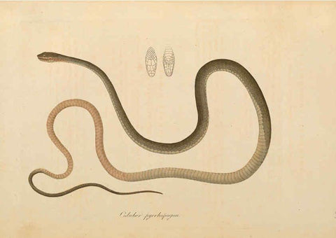 Reproducción/Reproduction 6011872563: Abbildungen zur Naturgeschichte Brasiliens Weimar :im Verlage des Grossherzogl. Sächs. priv. Landes-Industrie-Comptoirs,1822-1831