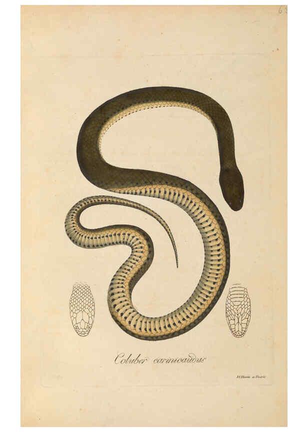 Reproducción/Reproduction 6012420066: Abbildungen zur Naturgeschichte Brasiliens Weimar :im Verlage des Grossherzogl. Sächs. priv. Landes-Industrie-Comptoirs,1822-1831
