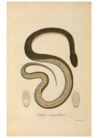 Reproducción/Reproduction 6012420066: Abbildungen zur Naturgeschichte Brasiliens Weimar :im Verlage des Grossherzogl. Sächs. priv. Landes-Industrie-Comptoirs,1822-1831