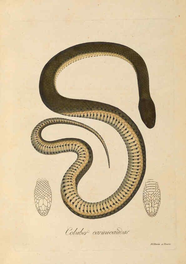 Reproducción/Reproduction 6012420066: Abbildungen zur Naturgeschichte Brasiliens Weimar :im Verlage des Grossherzogl. Sächs. priv. Landes-Industrie-Comptoirs,1822-1831