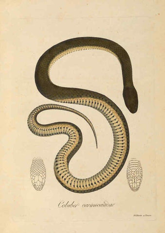 Reproducción/Reproduction 6012420066: Abbildungen zur Naturgeschichte Brasiliens Weimar :im Verlage des Grossherzogl. Sächs. priv. Landes-Industrie-Comptoirs,1822-1831