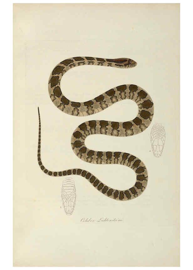 Reproducción/Reproduction 6011873269: Abbildungen zur Naturgeschichte Brasiliens Weimar :im Verlage des Grossherzogl. Sächs. priv. Landes-Industrie-Comptoirs,1822-1831